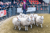 Border Cheviot Ewes-12